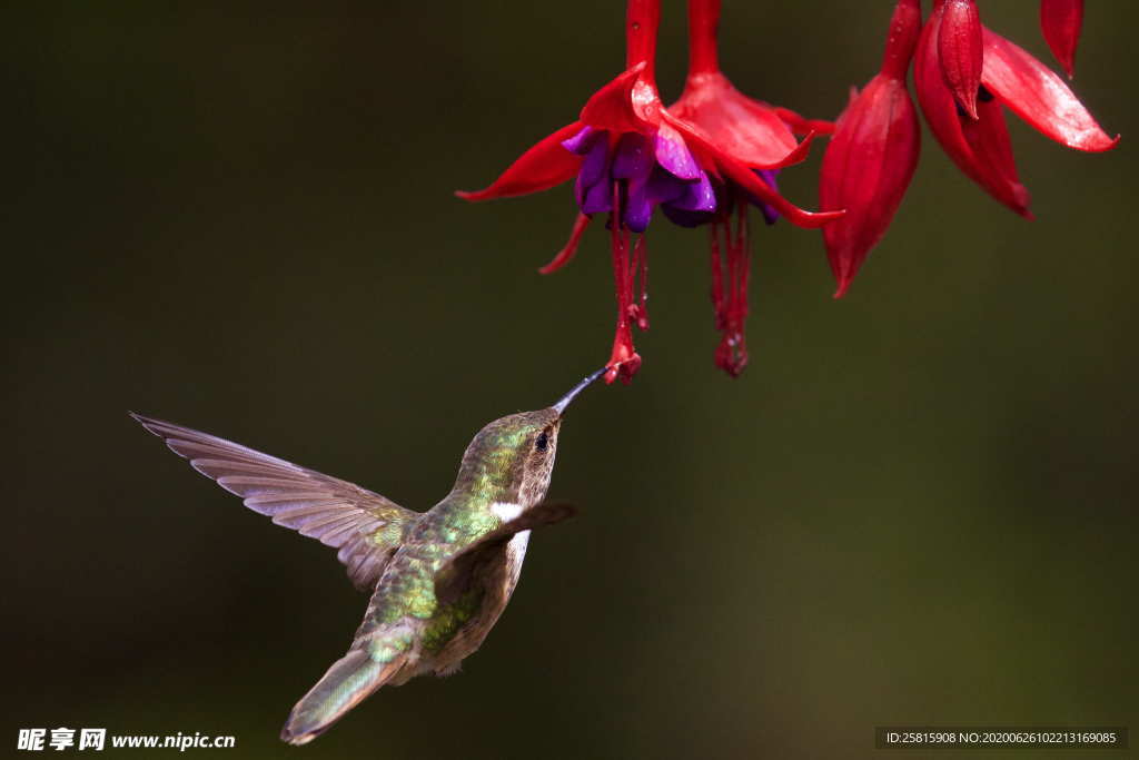 蜂鸟空山鸟语图片