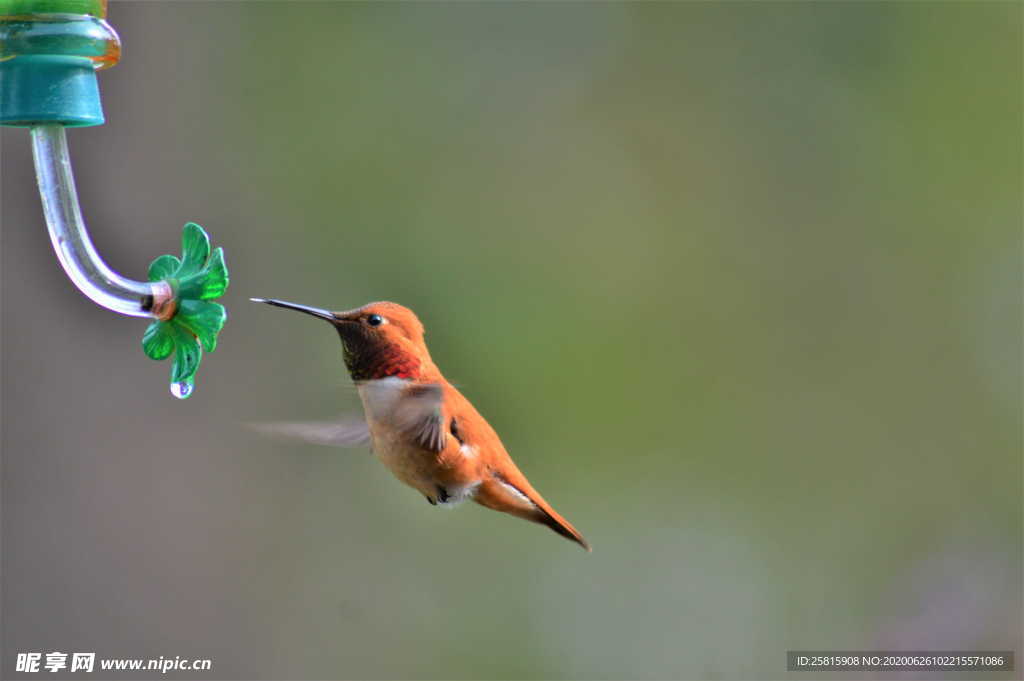 蜂鸟空山鸟语图片