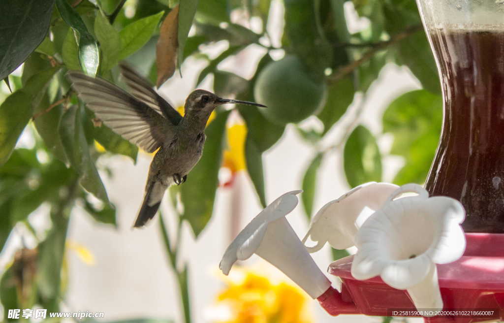 蜂鸟空山鸟语图片
