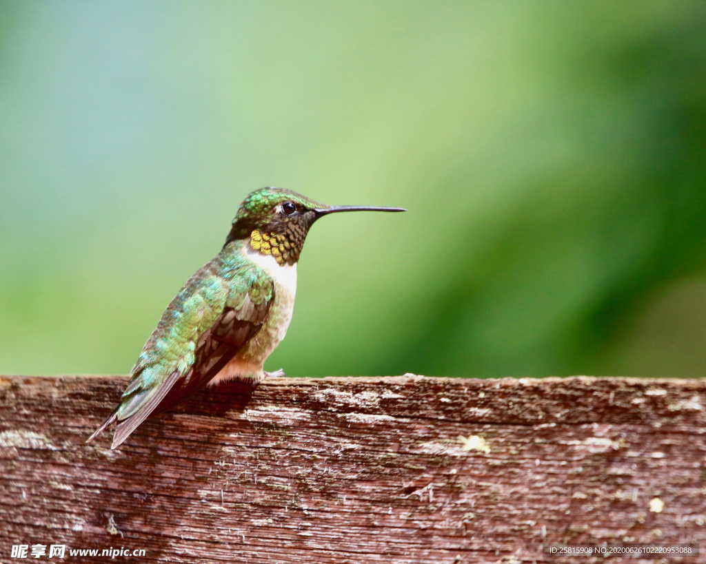 蜂鸟空山鸟语图片