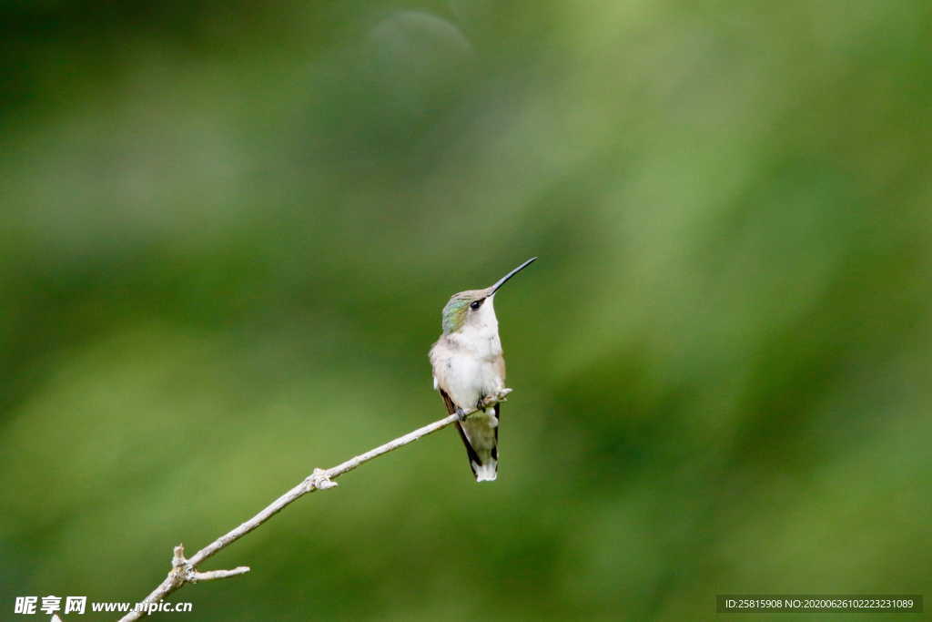 蜂鸟空山鸟语图片