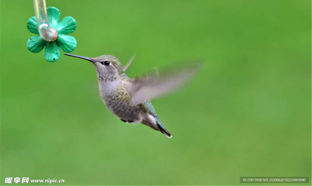 蜂鸟空山鸟语图片