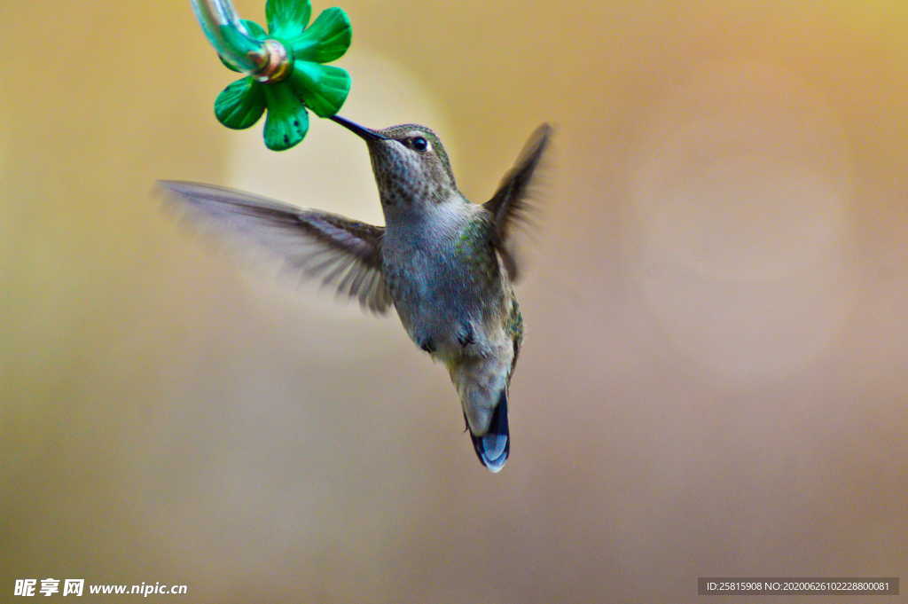 蜂鸟空山鸟语图片