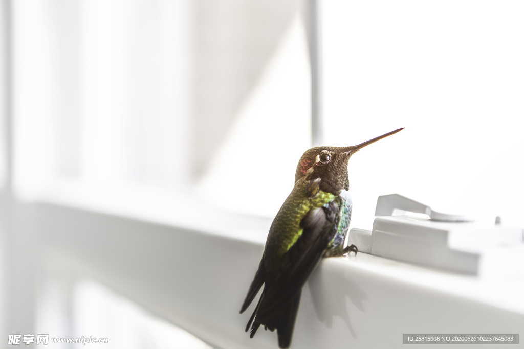 蜂鸟空山鸟语图片