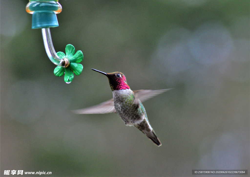 蜂鸟空山鸟语图片