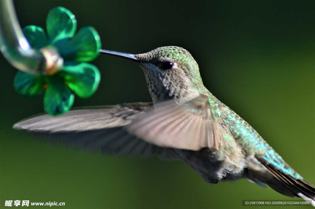 蜂鸟空山鸟语图片