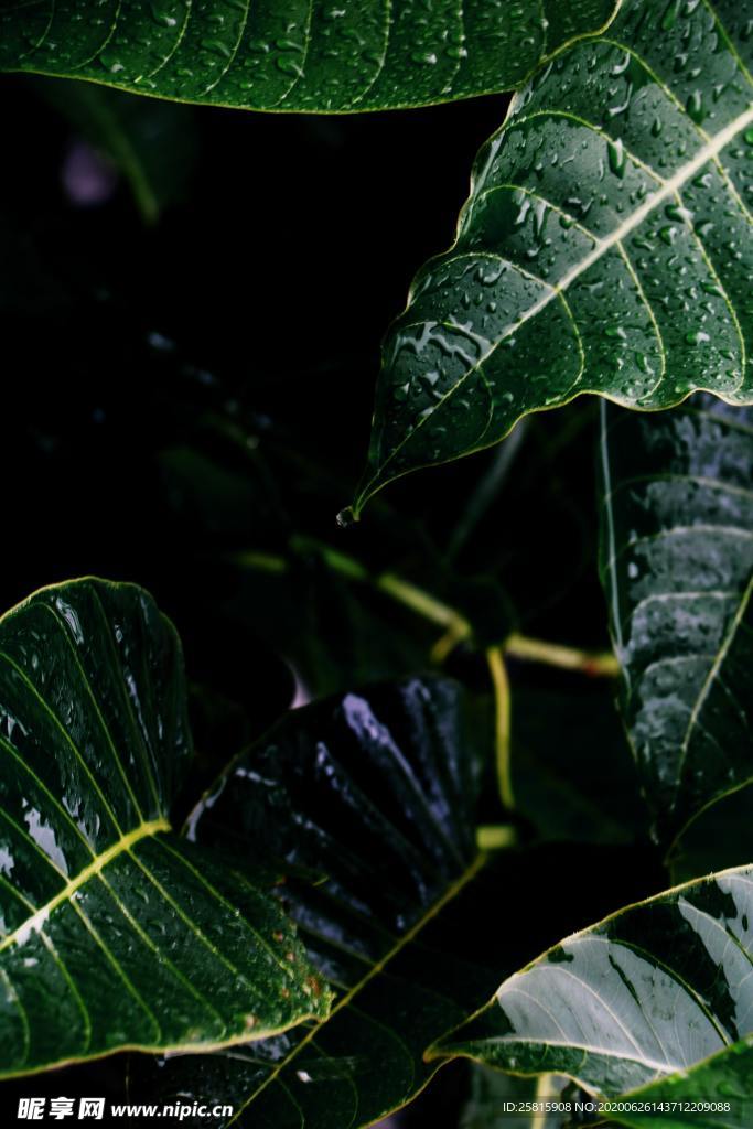 树叶绿叶叶子图片