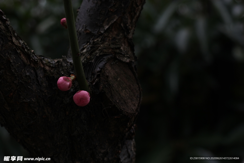 梅花腊梅唯美图片