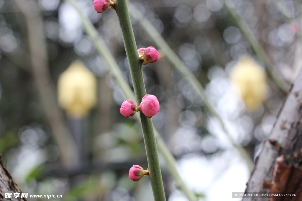 梅花腊梅唯美图片