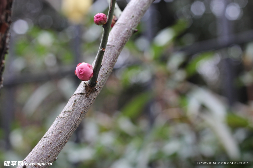 梅花腊梅唯美图片