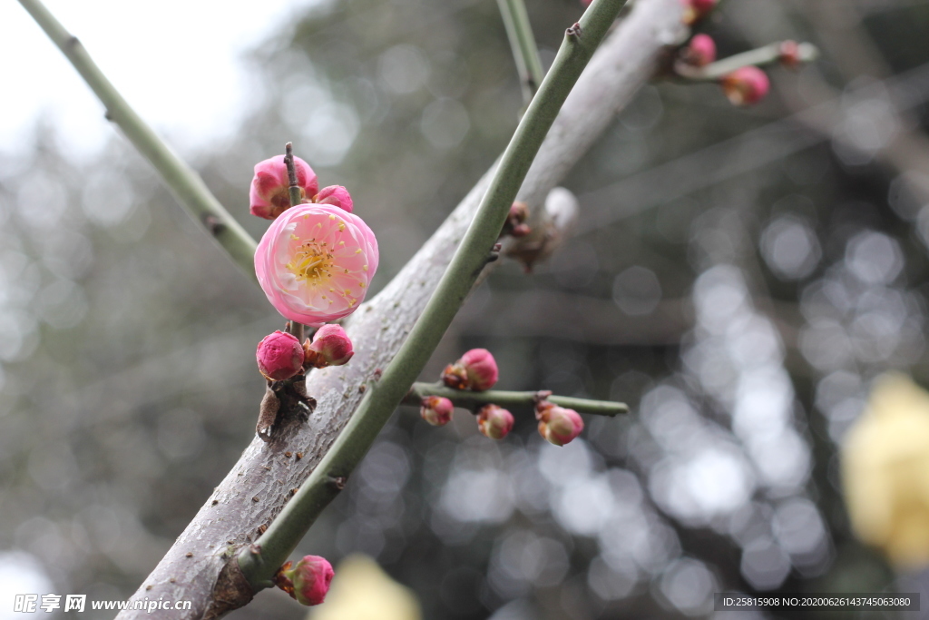 梅花腊梅唯美图片