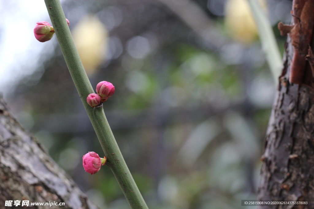 梅花腊梅唯美图片