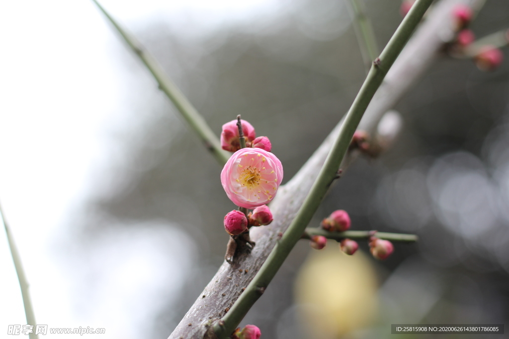 梅花腊梅唯美图片