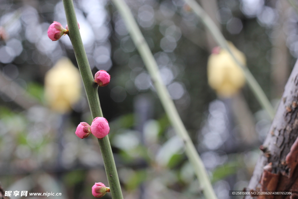 梅花腊梅唯美图片