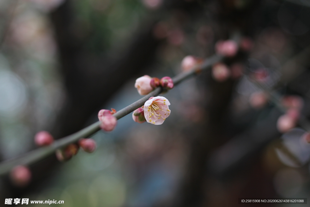 梅花腊梅唯美图片