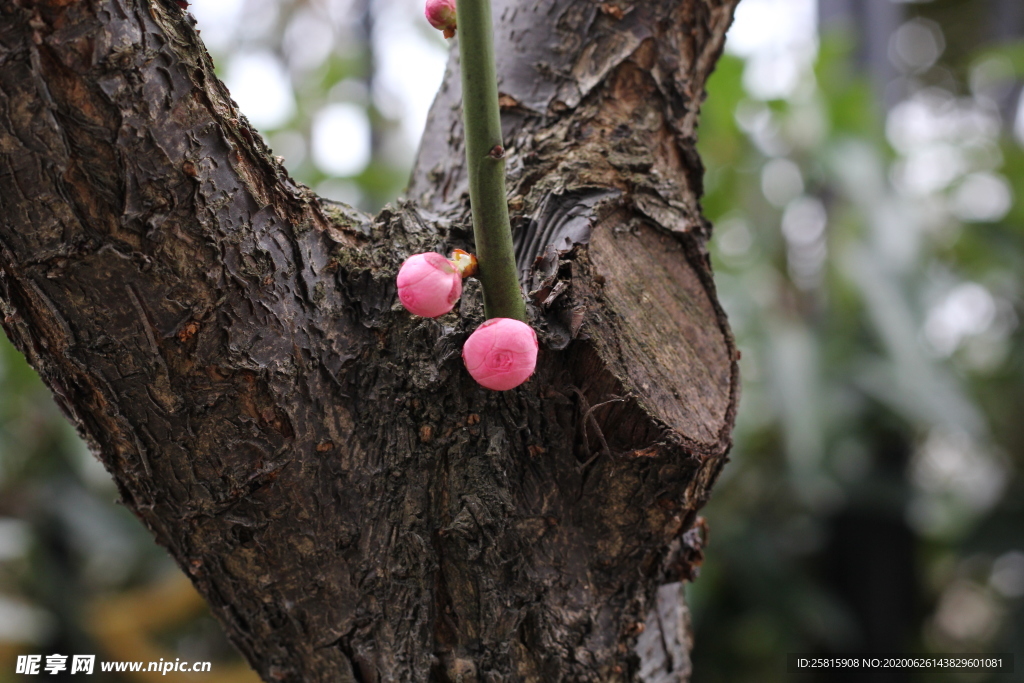 梅花腊梅唯美图片