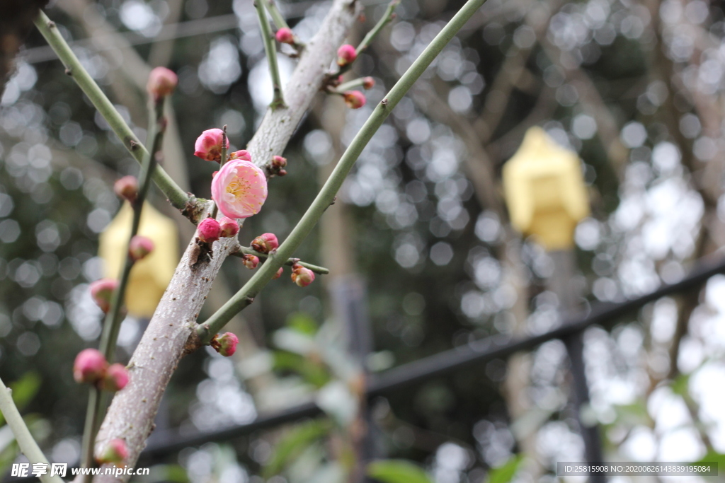 梅花腊梅唯美图片