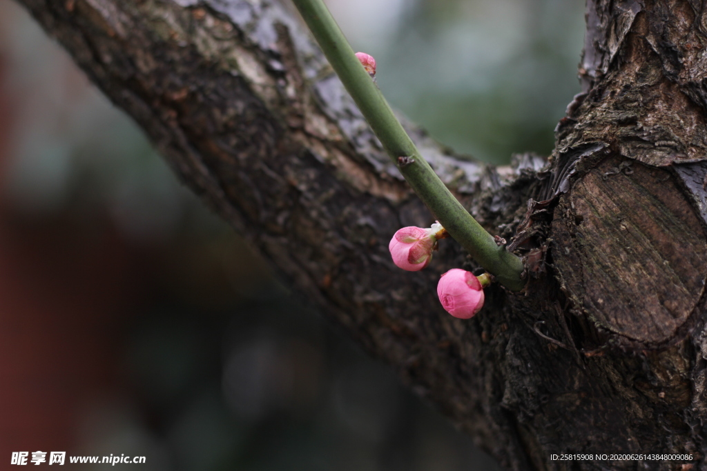 梅花腊梅唯美图片