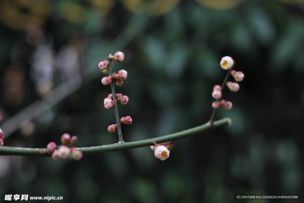 梅花腊梅唯美图片