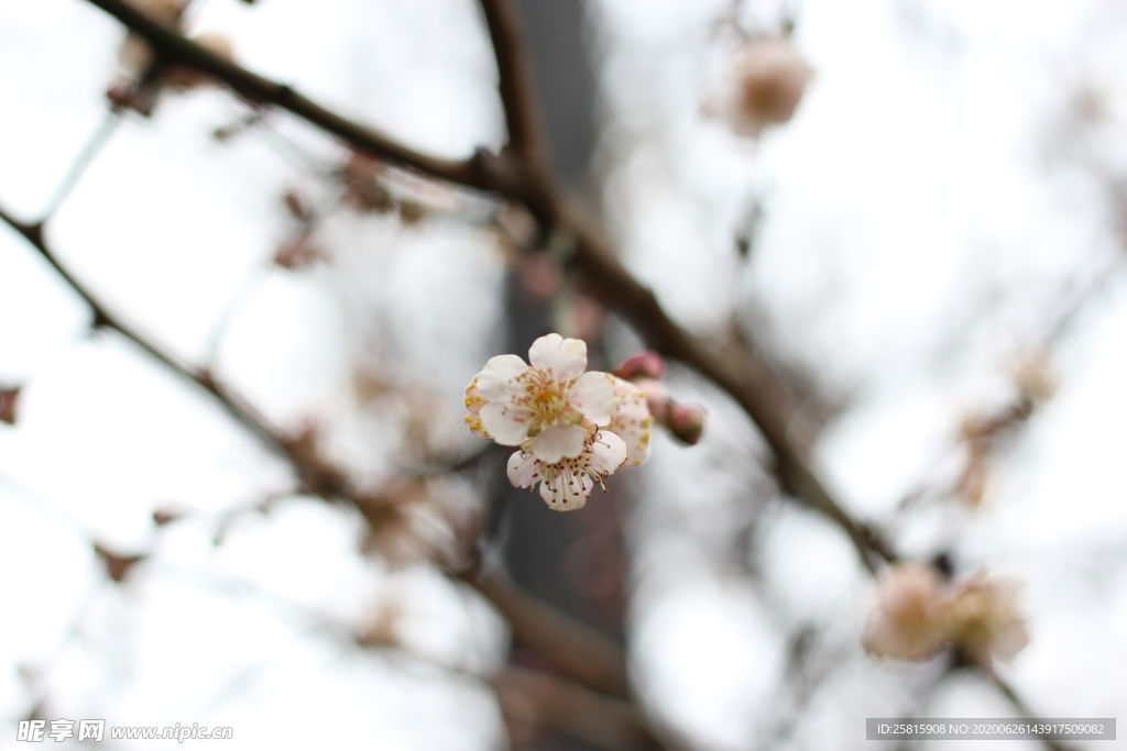 梅花腊梅唯美图片