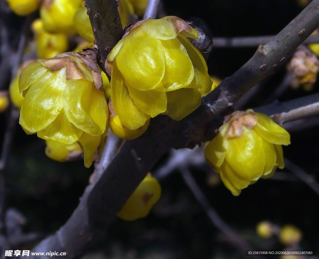 梅花腊梅唯美图片