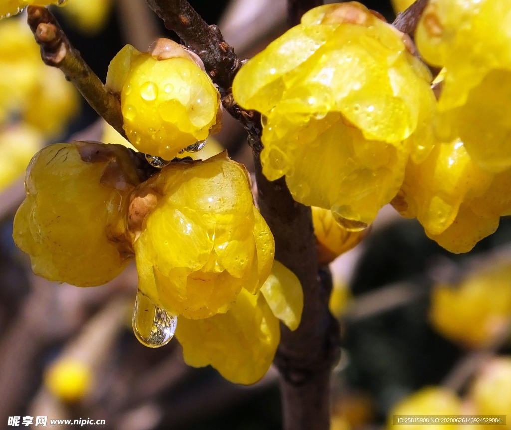 梅花腊梅唯美图片