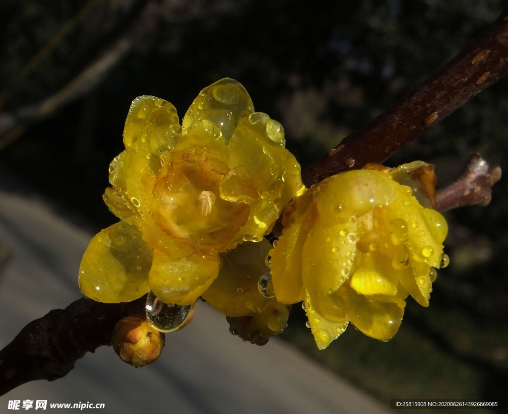 梅花腊梅唯美图片