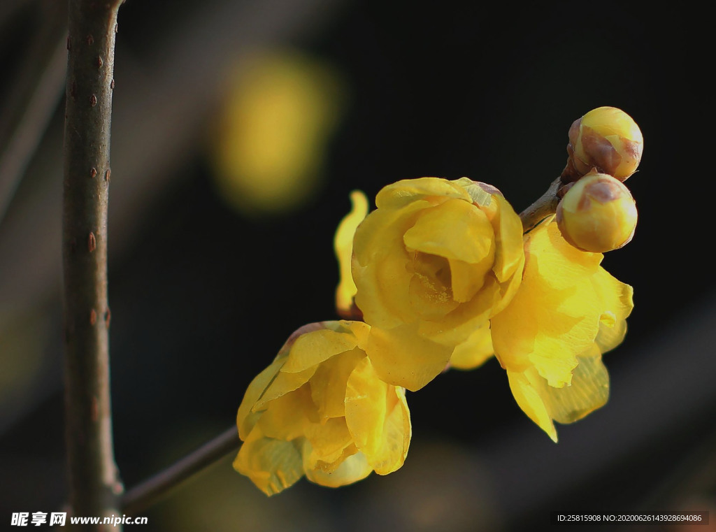 梅花腊梅唯美图片