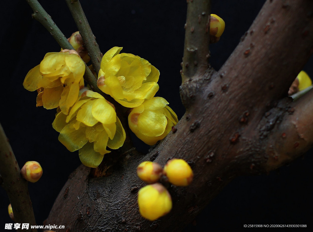 梅花腊梅唯美图片