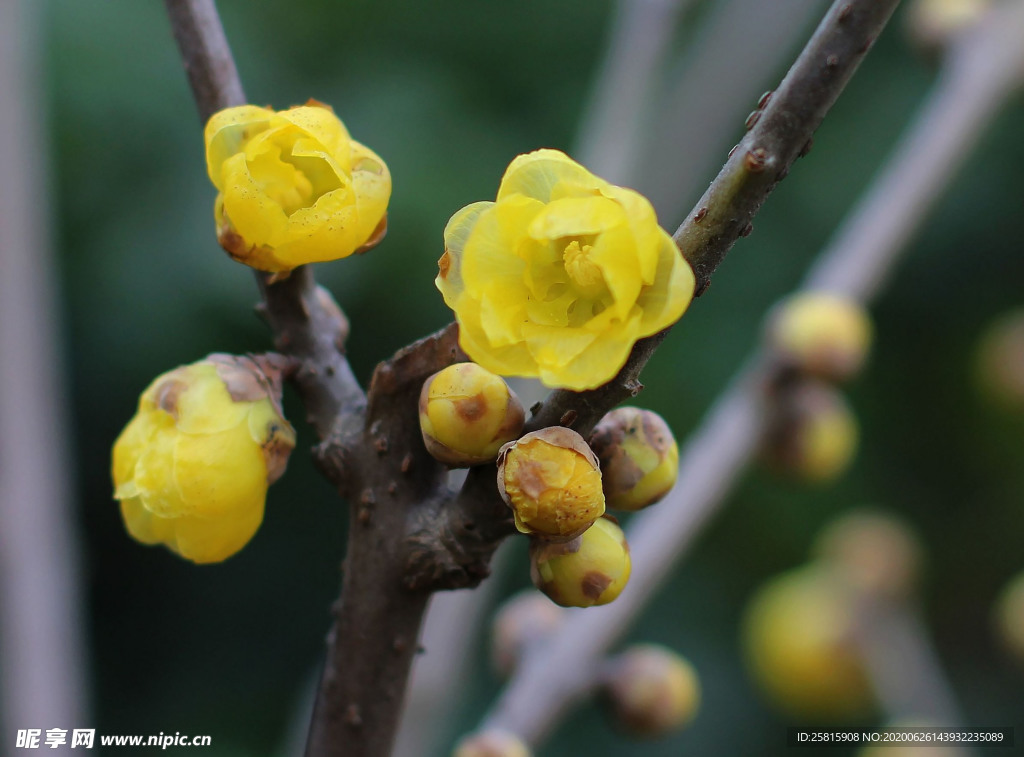 梅花腊梅唯美图片