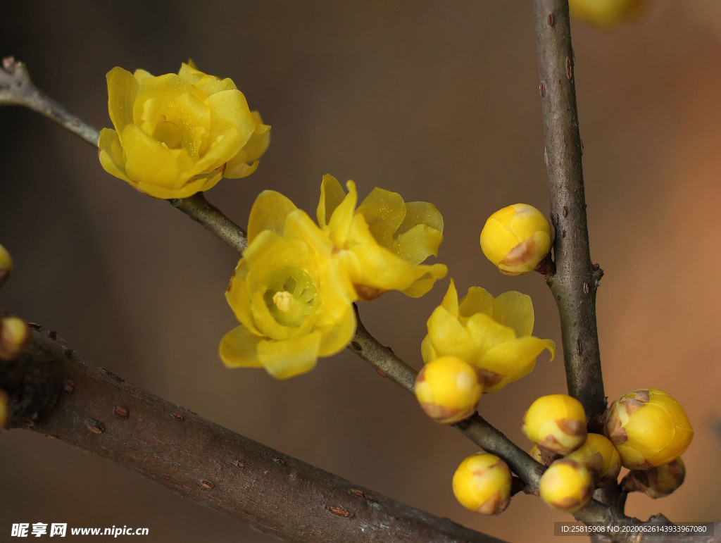 梅花腊梅唯美图片