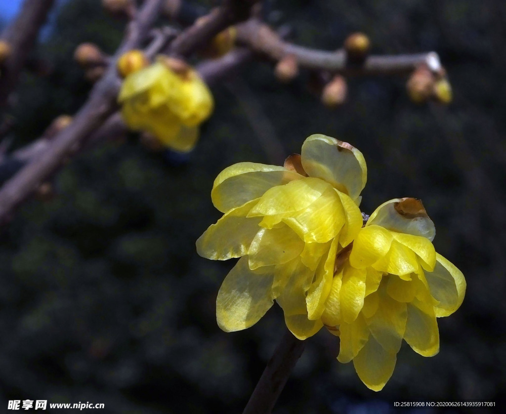 梅花腊梅唯美图片