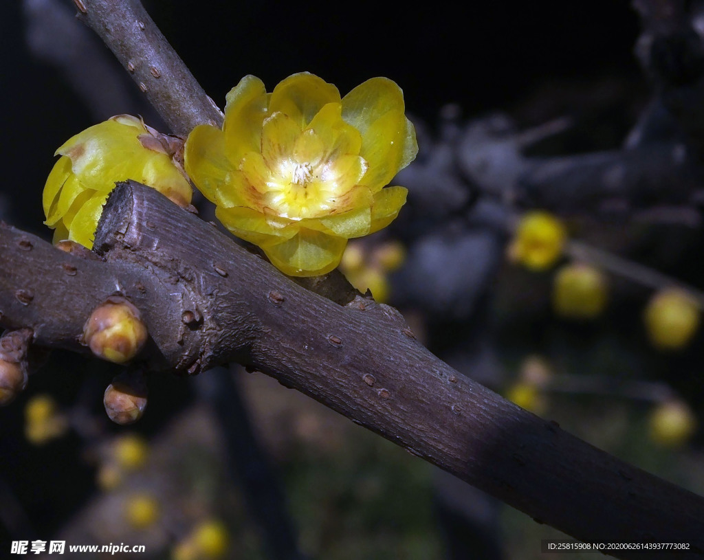 梅花腊梅唯美图片
