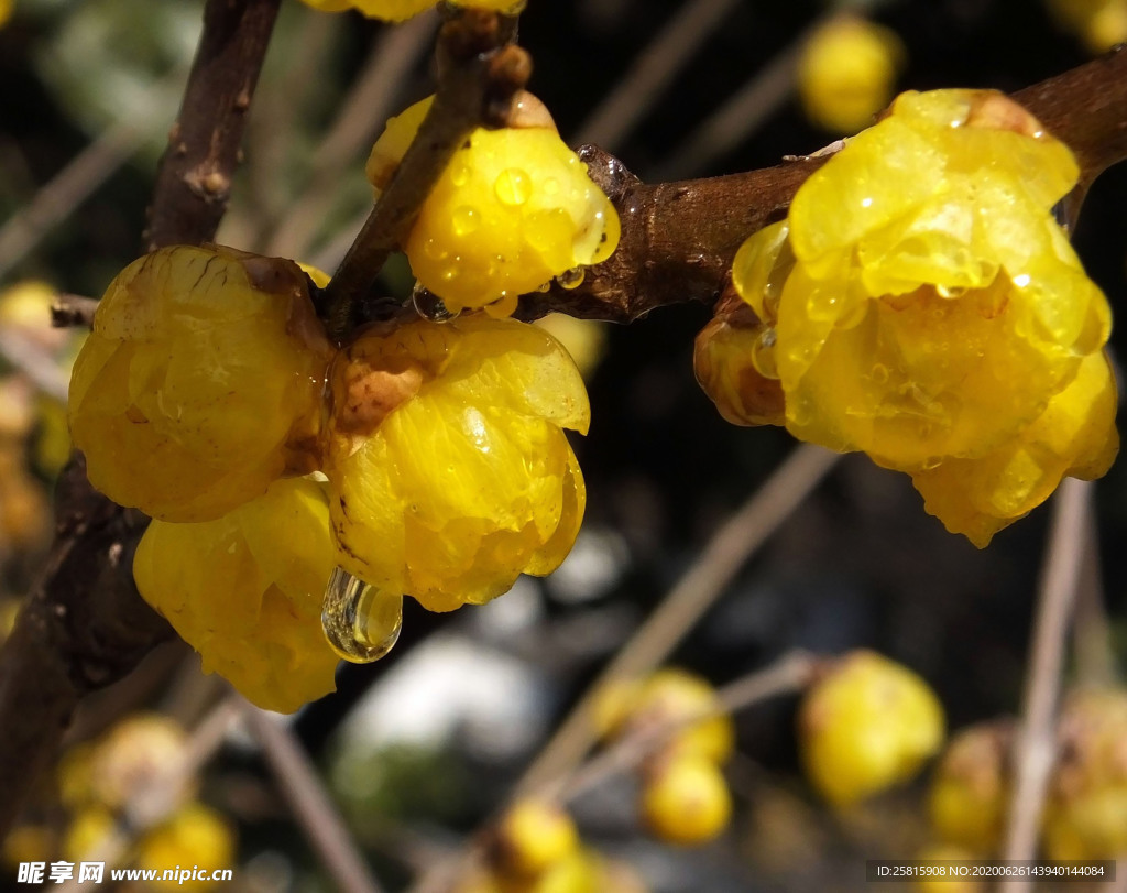 梅花腊梅唯美图片