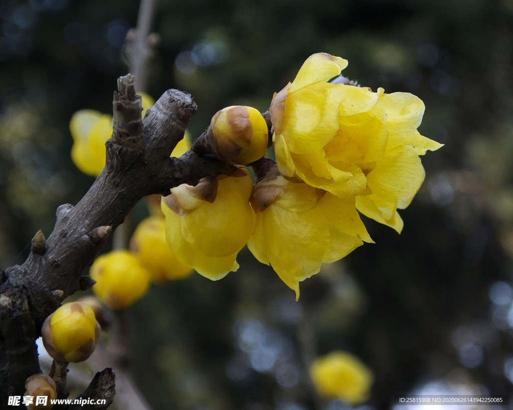 梅花腊梅唯美图片