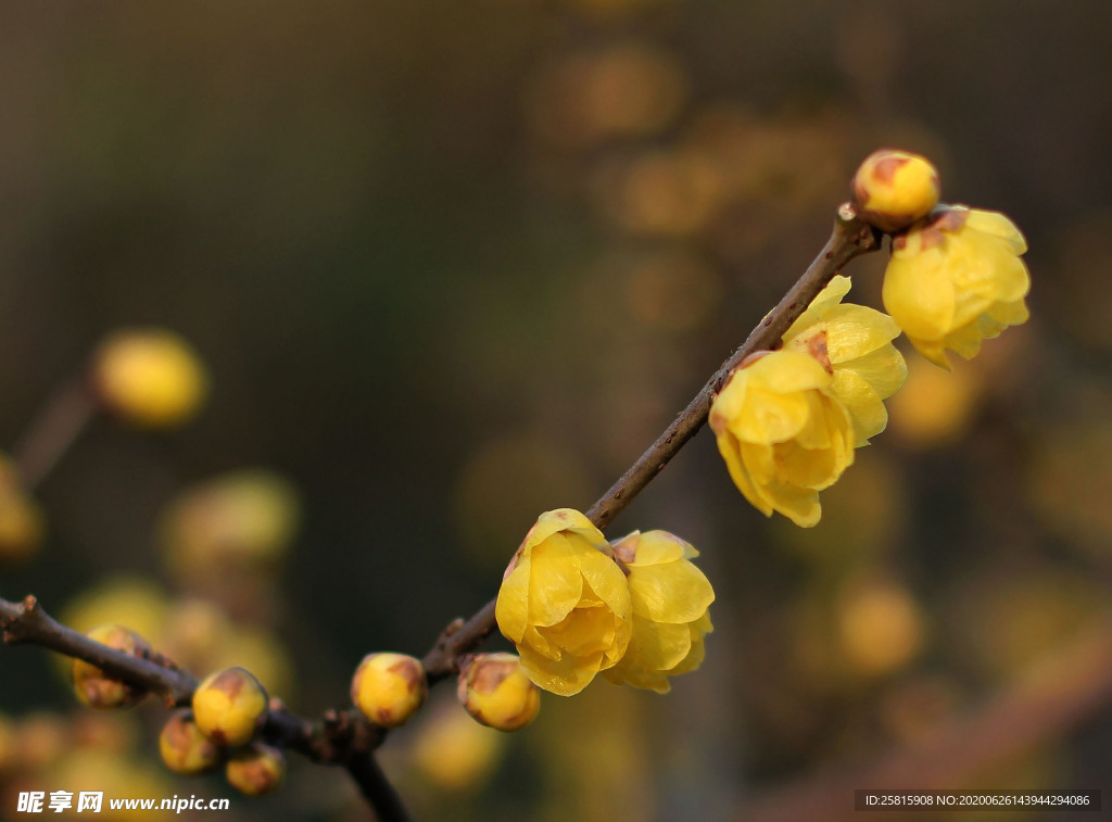 梅花腊梅唯美图片