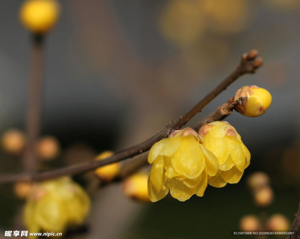 梅花腊梅唯美图片