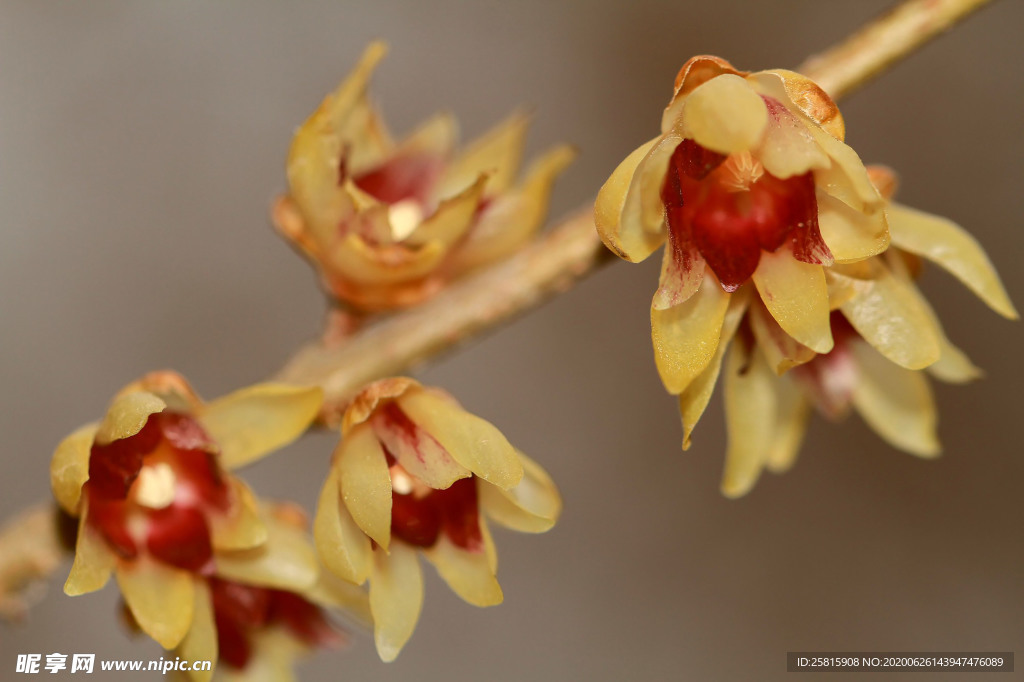 梅花腊梅唯美图片
