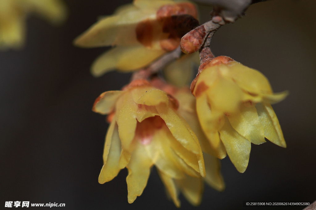 梅花腊梅唯美图片