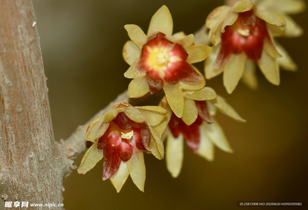梅花腊梅唯美图片