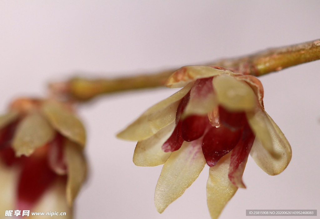 梅花腊梅唯美图片