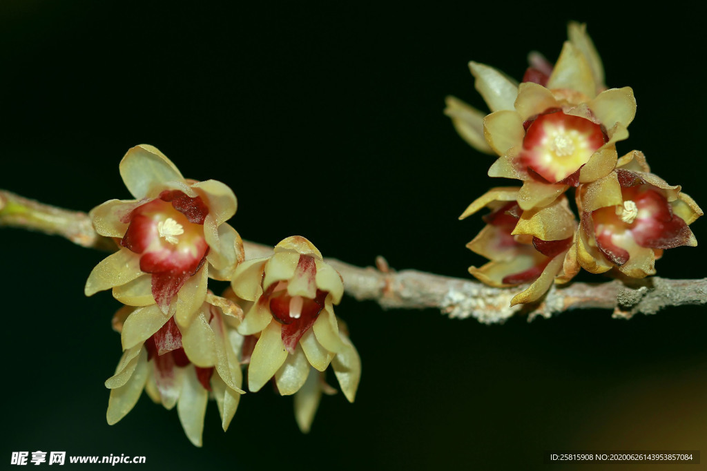 梅花腊梅唯美图片