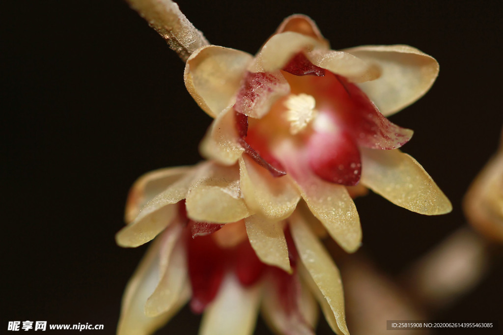 梅花腊梅唯美图片