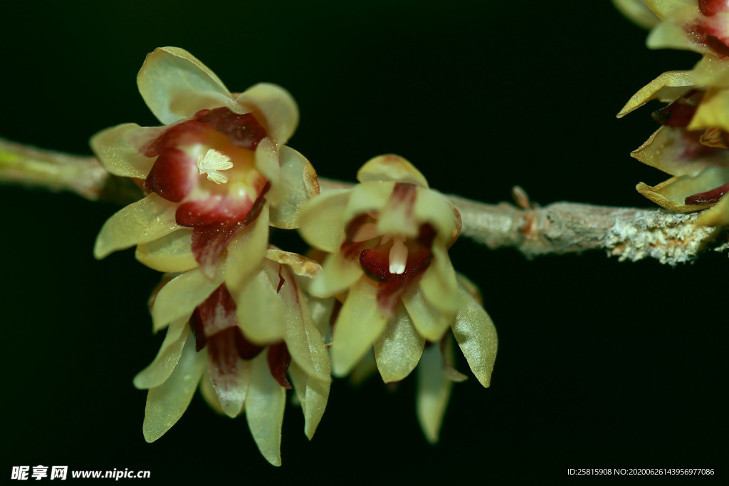 梅花腊梅唯美图片