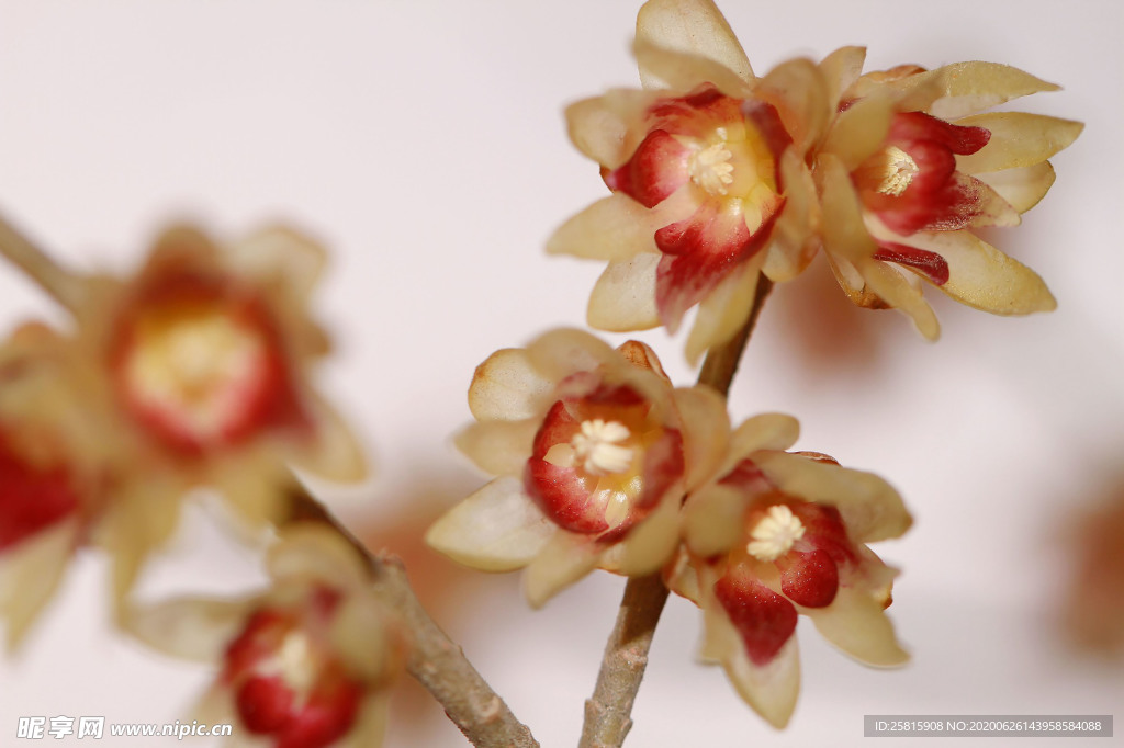 梅花腊梅唯美图片