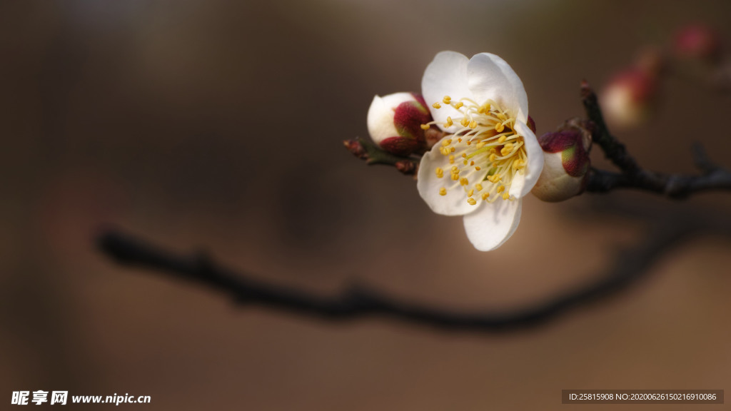 梅花腊梅唯美图片