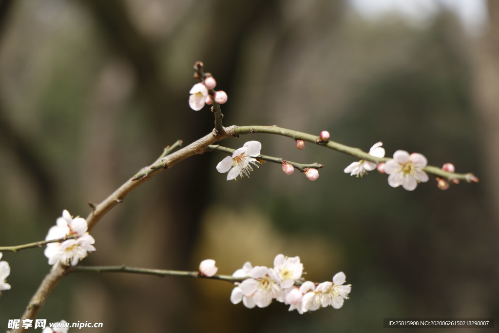 梅花腊梅唯美图片
