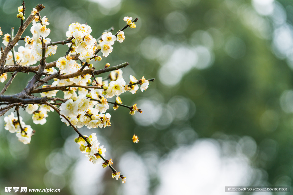 梅花腊梅唯美图片