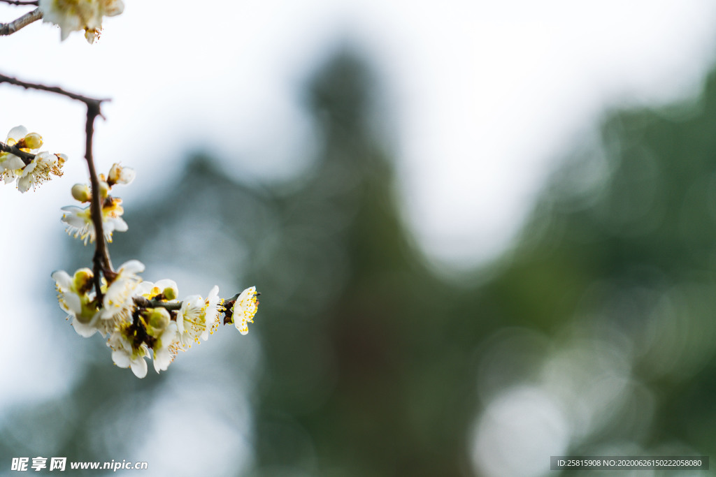 梅花腊梅唯美图片