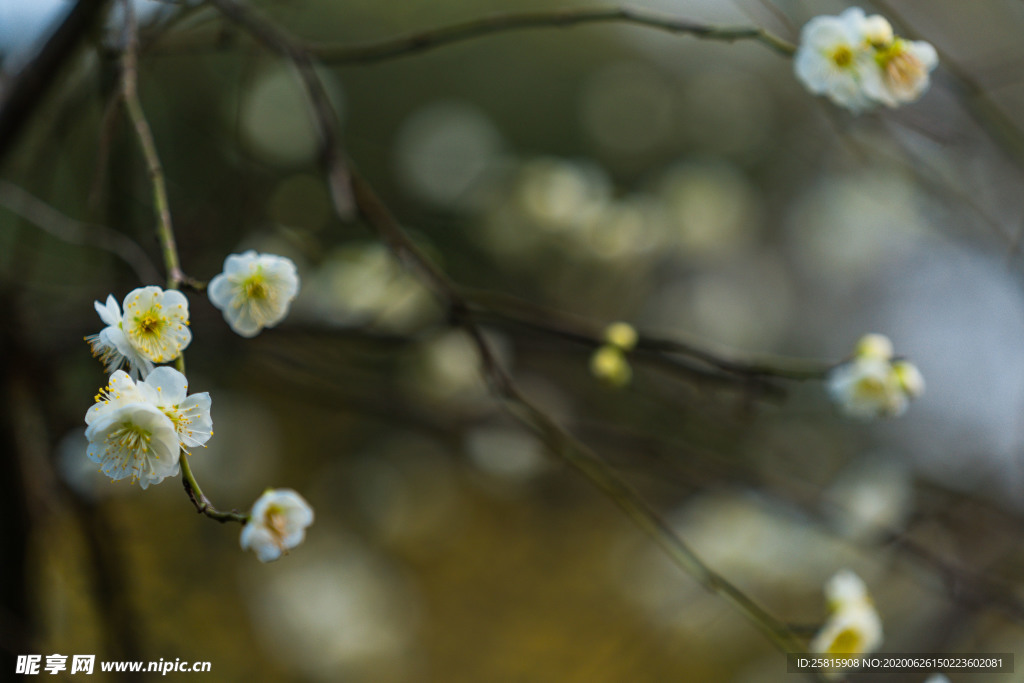 梅花腊梅唯美图片